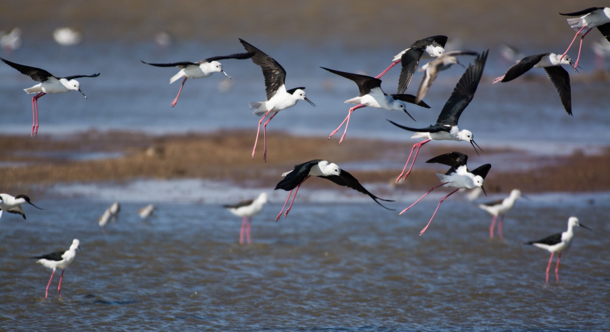 Stelzenläufer Stilt walker (Himantopus himantopus)